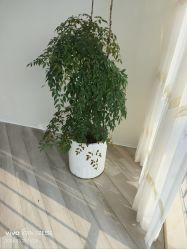 -HEYAN荷妍专业脱毛连锁机构