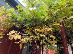 -三里屯东五街银杏大道