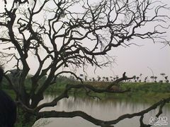 -鹤之洲湿地公园