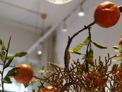 -小豆海棠(嘉兴路店)