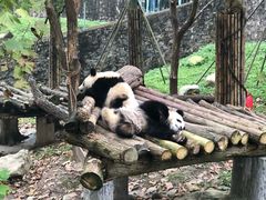 -都江堰中华大熊猫苑