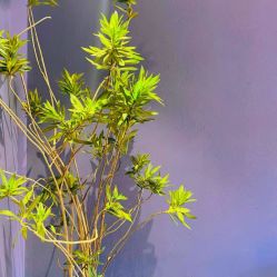 -花隐·美芙炫海菲秀皮肤管理中心