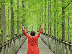 -黄海国家森林公园