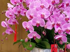 -双季花艺园艺市场(浦东店)