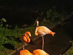 -清迈夜间动物园