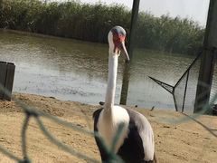 -盐城丹顶鹤湿地生态旅游区
