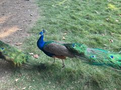 -广州长隆飞鸟乐园