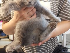 -lincat·猫舍(广州店)