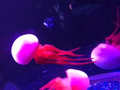 -欢乐海岸海洋奇梦馆