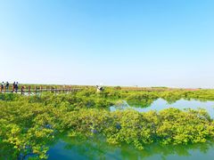 -北海金海湾红树林生态旅游区