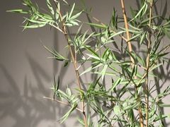 -绿茶餐厅(淮安吾悦广场店)