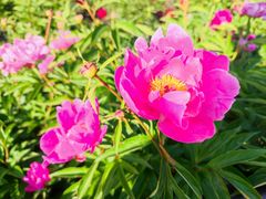 -黑龙江省森林植物园