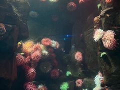 -瑞普利水族馆
