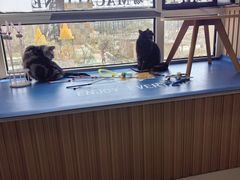 -鼓捣猫呢主题猫咖店