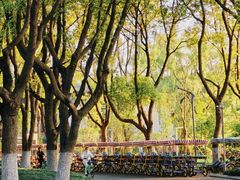 -昆山城市生态森林公园