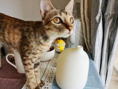 -六伴夏烘焙蛋糕·低糖动物奶油