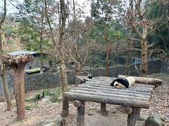 -都江堰中华大熊猫苑