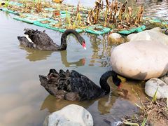 -成都大熊猫繁育研究基地
