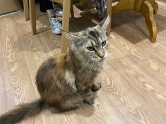 -猫色咖啡·猫咖