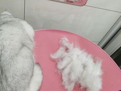 -艾贝尔宠物医院·狂犬免疫点(江山金象城店)