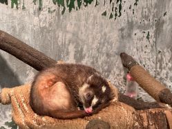 -Zoolung Zoolung动物主题公园(海信广场店)