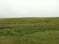 -山丹皇家马场