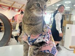 -喵园·猫主题咖啡厅·撸猫·猫咖(国贸店)