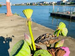 -洪湖生态旅游区