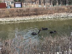 -长白岛森林公园