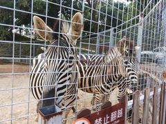 -泉州海丝野生动物世界