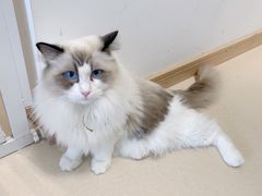 -猫在这儿猫咪咖啡馆·撸猫馆