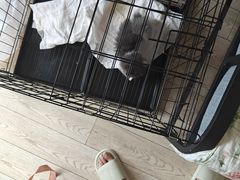 -欣宠猫屋·矮脚拿破仑·蓝金金渐层