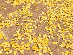 -涂山寺素食餐厅