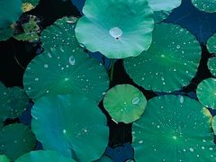 -莲花池公园