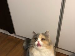 -灵美宠物诊所