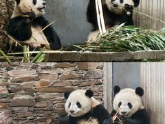-卧龙中华大熊猫苑神树坪基地