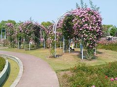-贡湖湾湿地公园