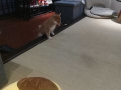 -逗柴咖啡屋·狗咖猫咖宠物桌游