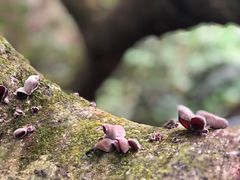 -呀诺达热带雨林
