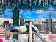 -栾川竹海野生动物园