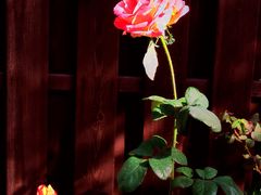 -静之湖湖畔餐厅