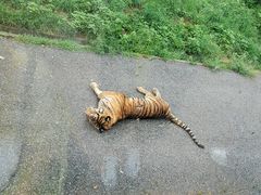 -大连森林动物园