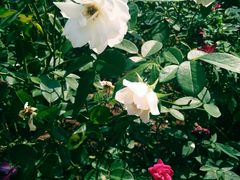 -人民公园(罗湖区)