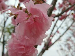 -天适樱花悠乐园