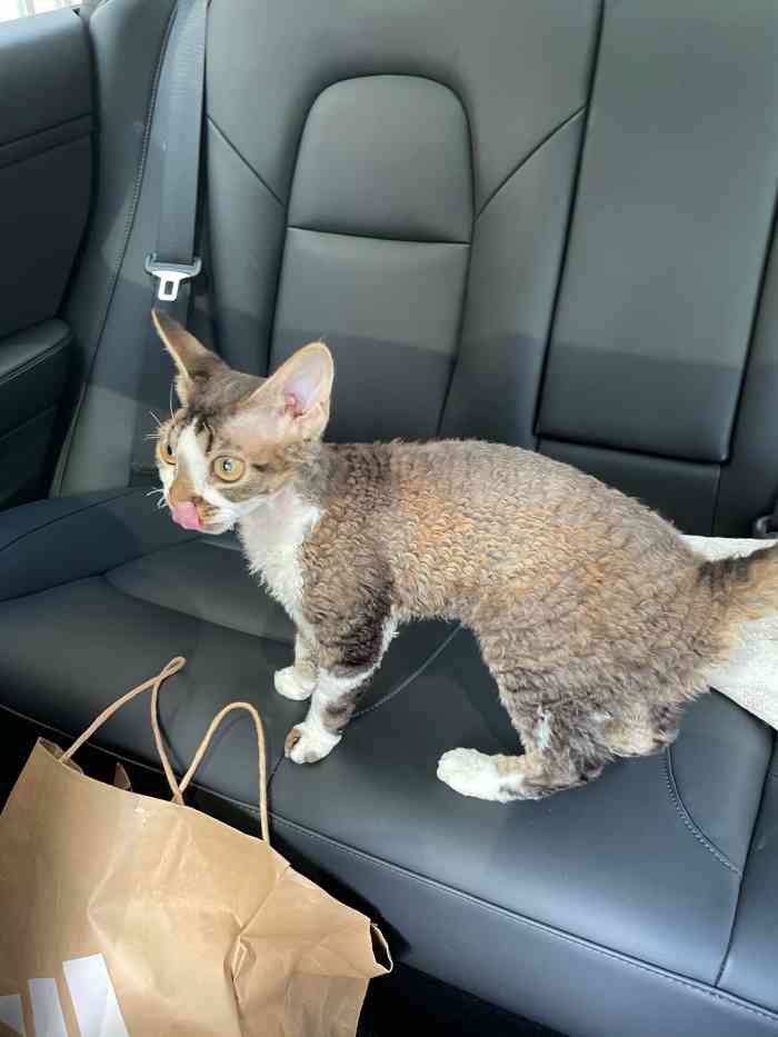 瑞康宠物医院-"【项目】体检 | 疾病诊断做了新成员体.