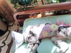 -美联众合宠物医院·爱萌分院·内外科·猫科中心