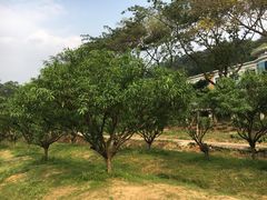 -南国桃园旅游度假区