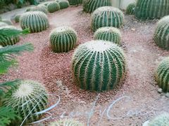 -呀路古热带植物园
