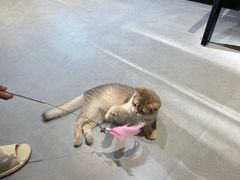 -琪喵猫屋·撸猫猫咖·猫舍