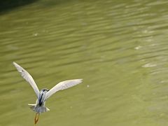 -成都市活水公园